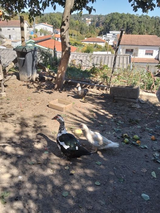 Patos mudos com duas creias