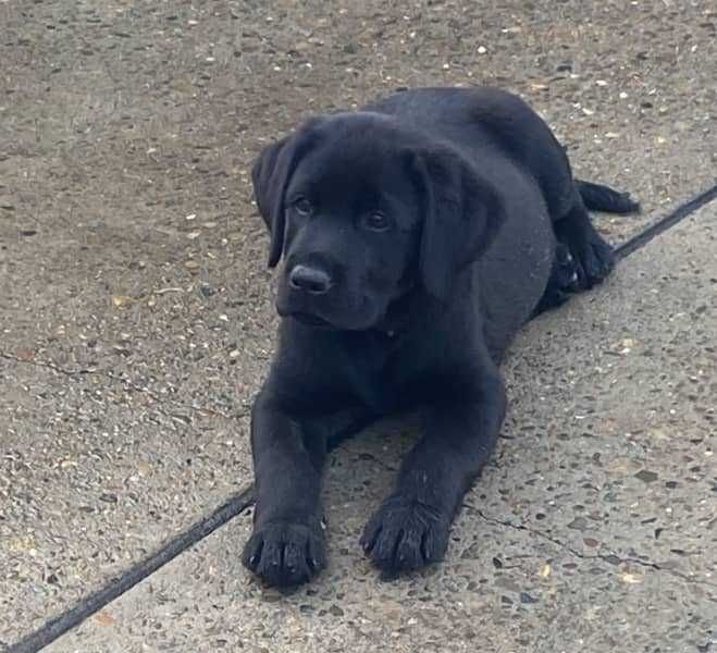 labrador retriever suczka rodowód piękna