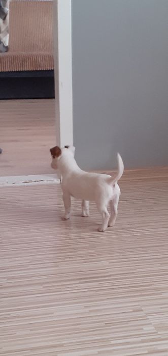 Jack Russell Terrier-suczka