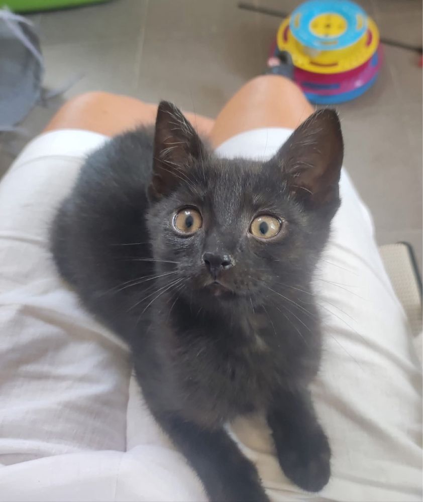 Edi i Fredi czarne kotki kot kociak oddam za damro do adopcji