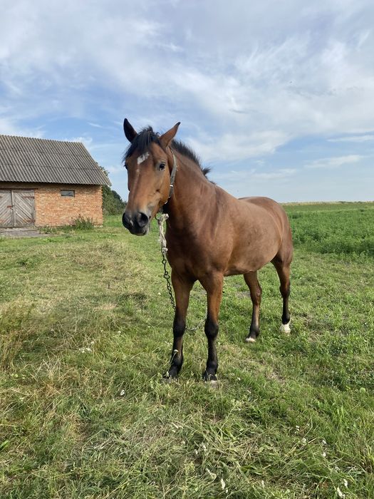 Продається  кобила