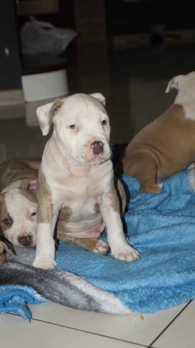 Louis szczeniak Amstaff z rodowodem.  Gotowy do odbioru