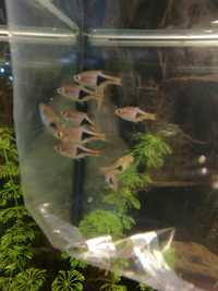 Peixe Tetra Arlequin