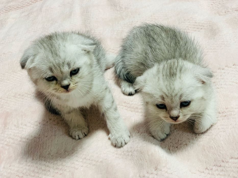 Перетримка , виховання , перевиховання кошенят