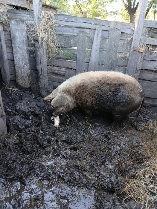 Продам порісну  свиноматку