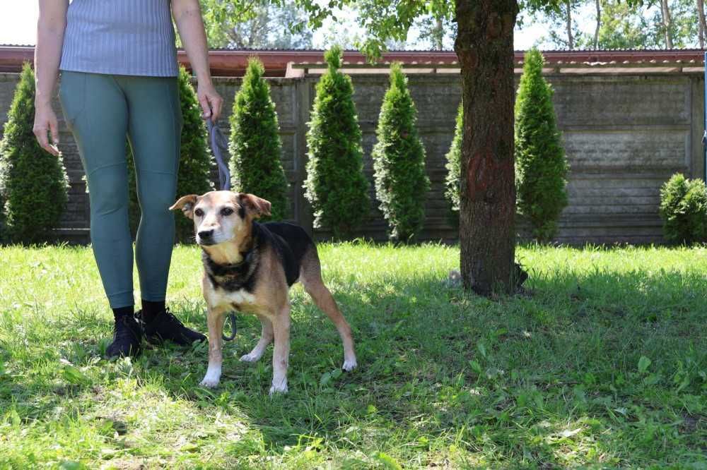 Reks marzy, aby być obok człowieka - schronisko bez wolontariatu
