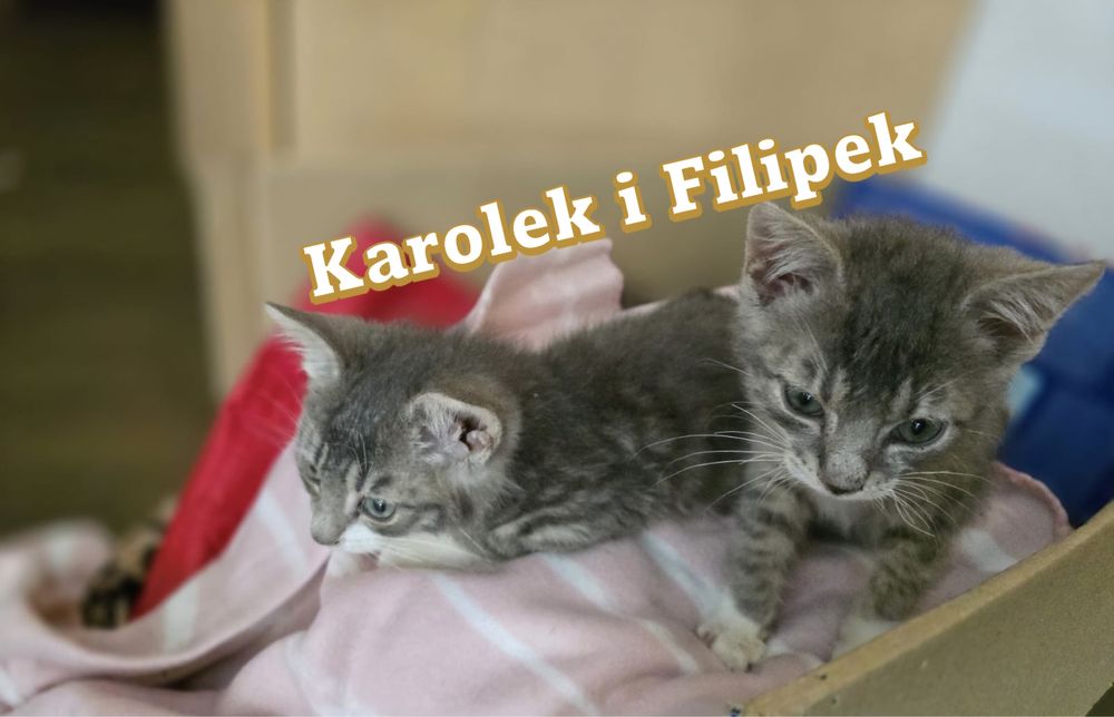 Kotki do adopcji