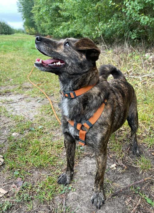 Cukierek mały piesek szuka domu