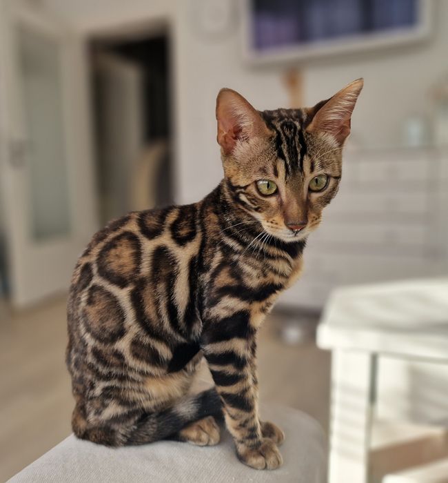 Kot bengalski - smutna Helenka