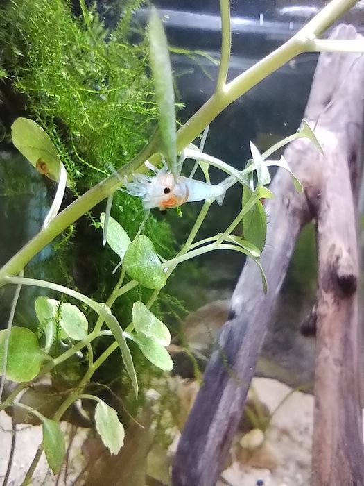 Aktualizacja. Akwarium krewtkarium, pakiet 3szt.