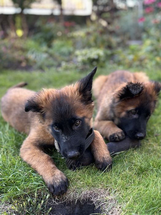 Owczarek Belgijski Malinois
