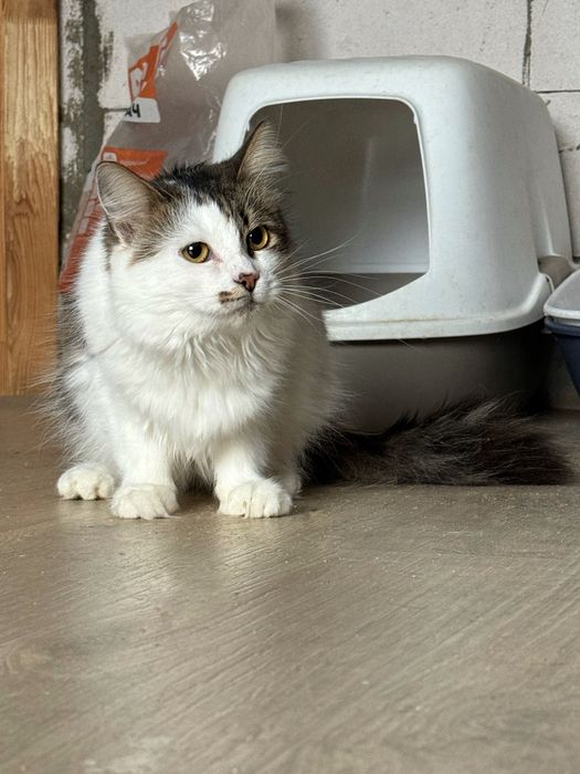 Киця в добрі руки