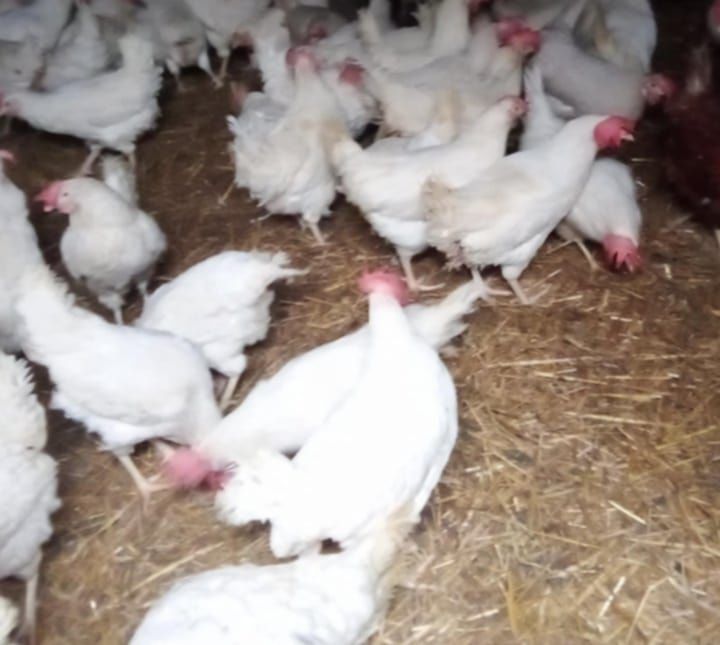 Kury leghorn na sprzedaż