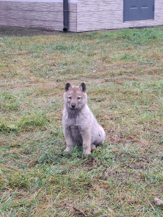 Łajki zachodniosyberyjske