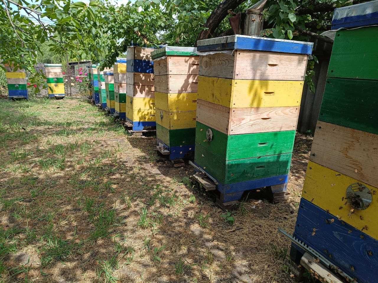 Продається пасіка, бджоли, пчелы, бджолосім'ї, пчелосемьи.