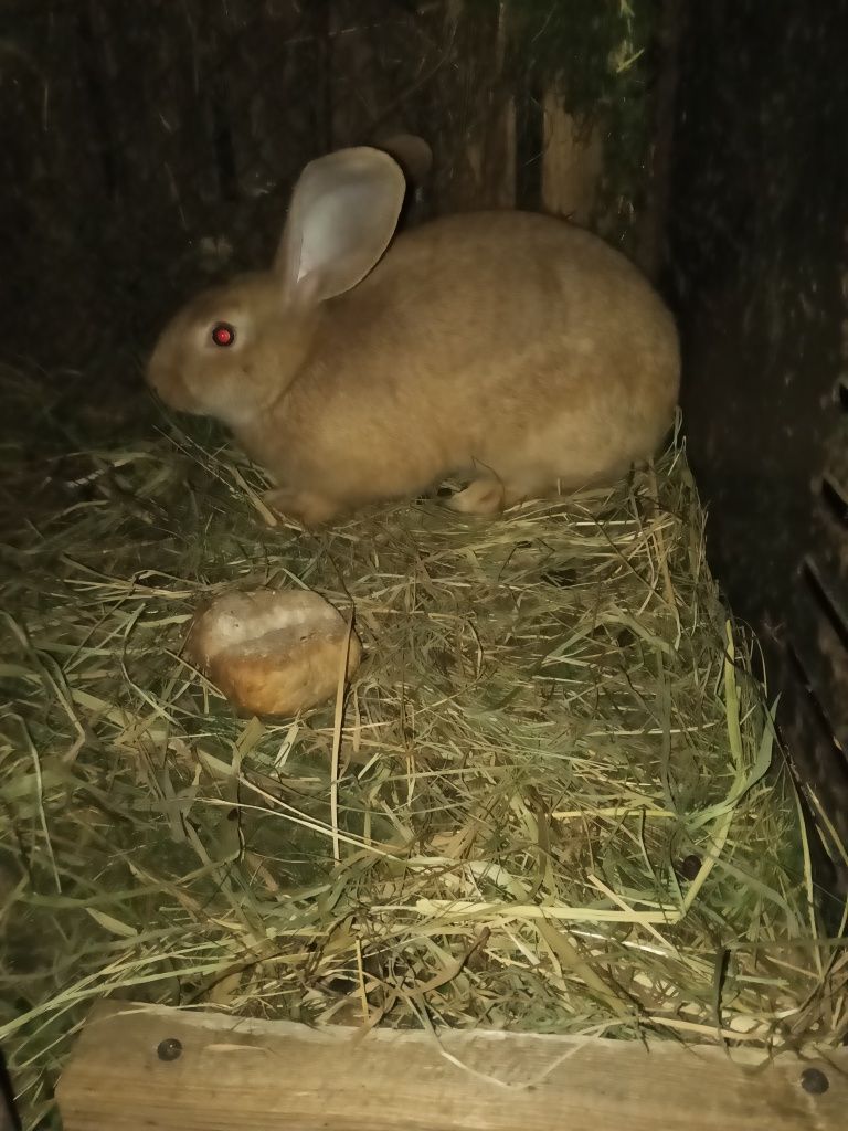 Srokacz żółty osz
