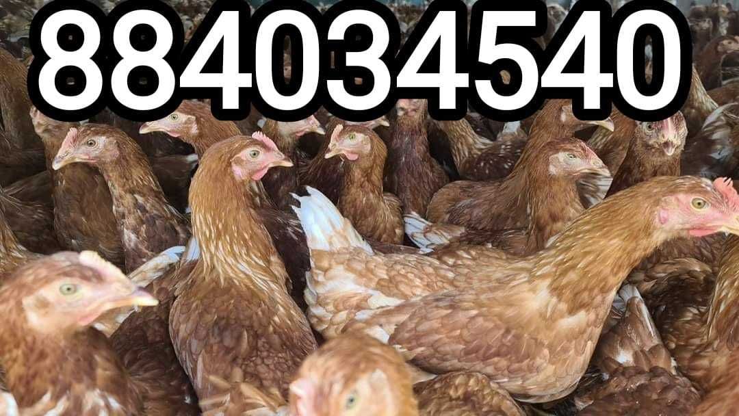 KURY NIOSKI Rosa Leghorn Dominant