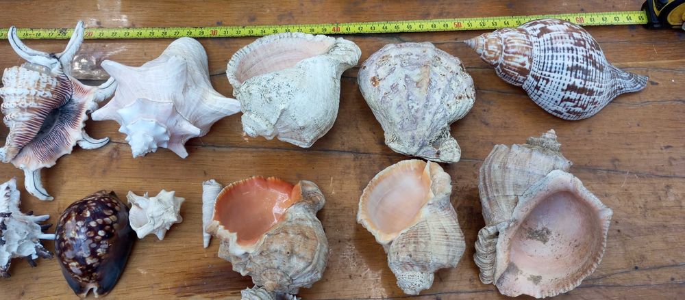 Ракушки черепашки морские Торг