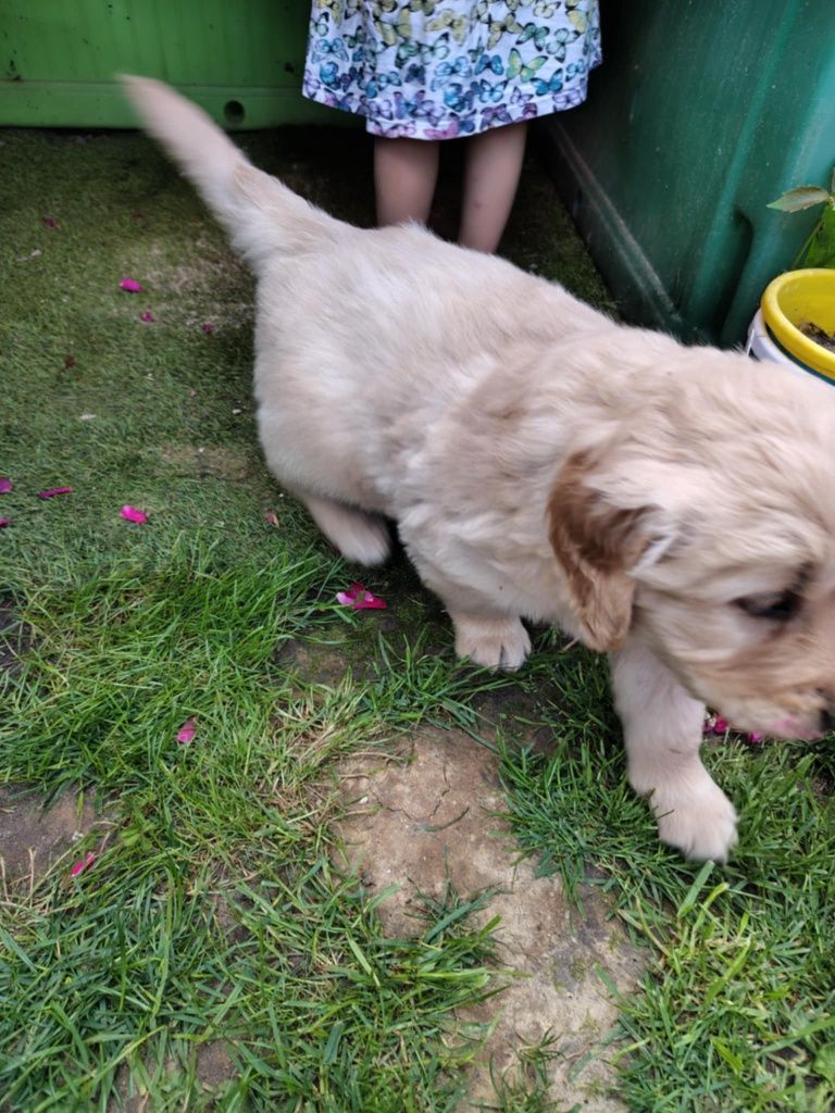 Golden Retriever