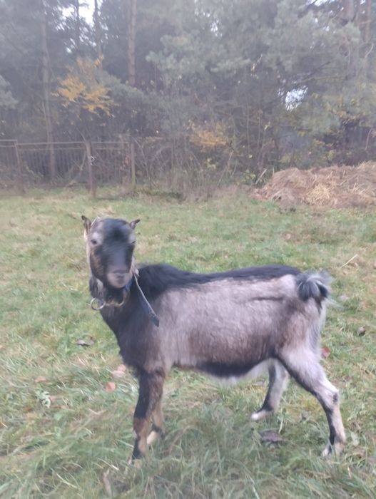 Sprzedam koziołka, capka z początku roku po mlecznej kozie