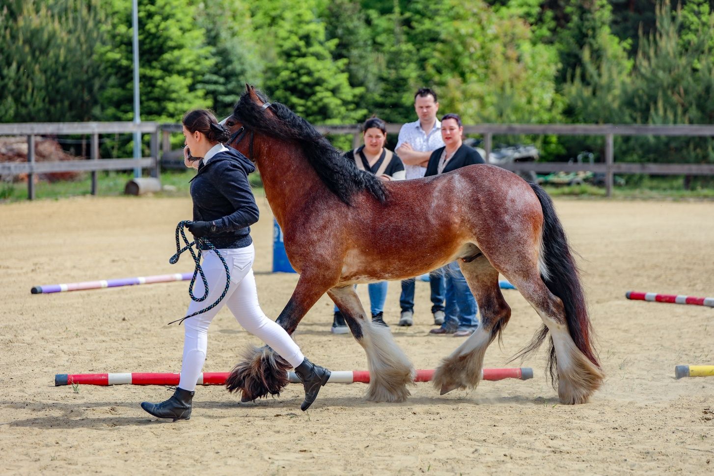 Ogier tinker, irish cob, Gypsy cob 140cm, licencja NSVT i ICS NL