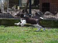 szczeniak piesek rasy springer spaniel angielski