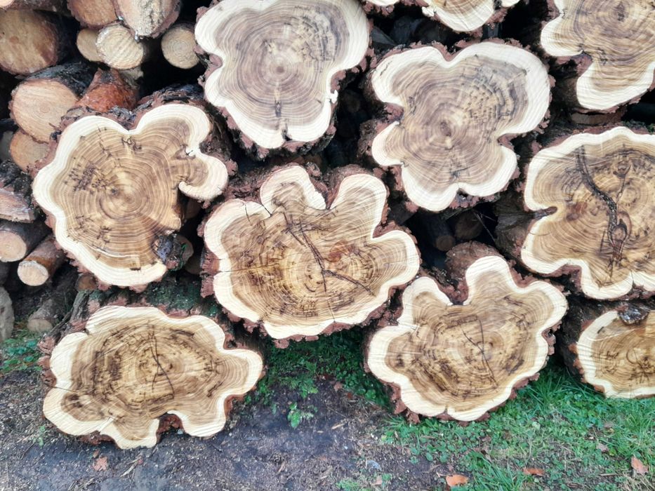 Robinia akacjowa plastry