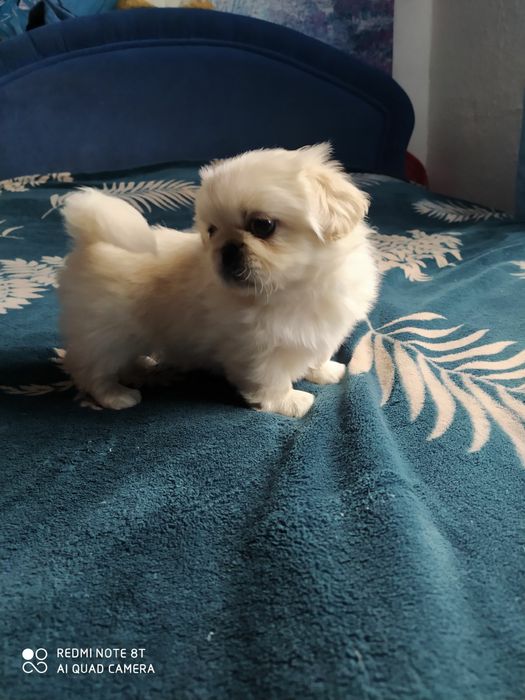Продам королівський пекінес