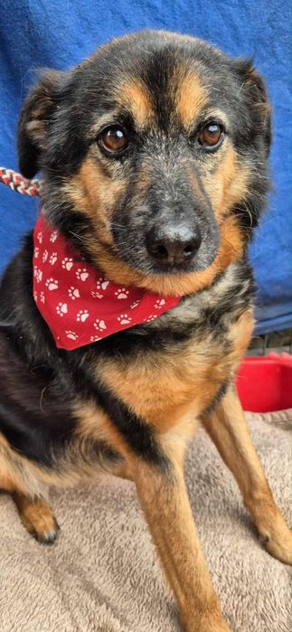 Do adopcji – spokojna sunia.