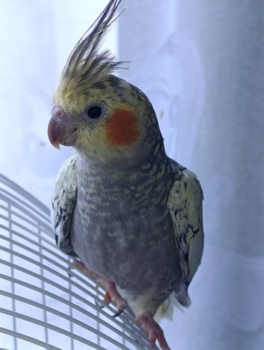 Клетка для папугая