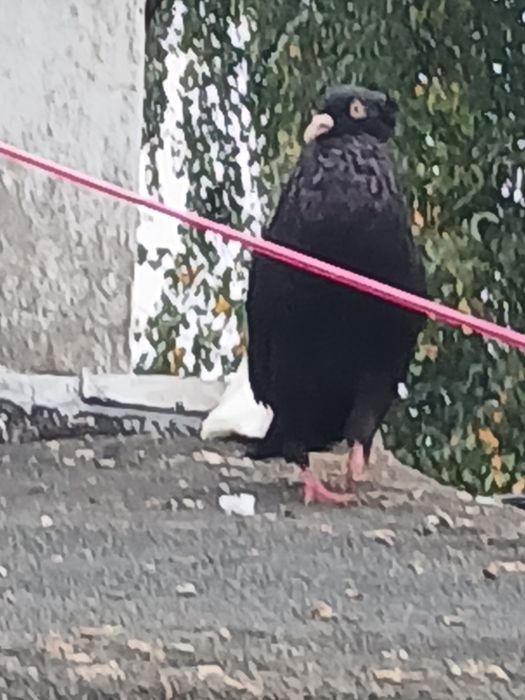 Śląski tarczowy samica