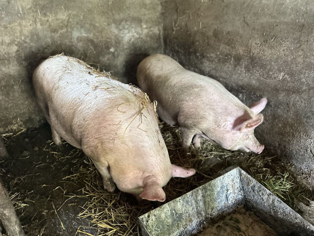 Продам свині на м'ясо жива вага різна