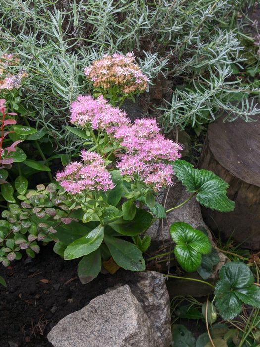 Різні вуличні рослини, плетючі, низькорослі