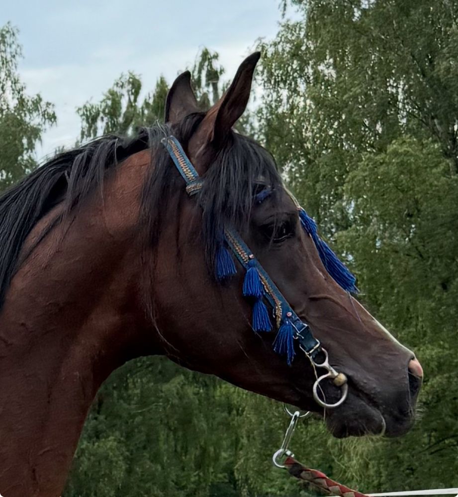 Ogier Arabski WH Justice