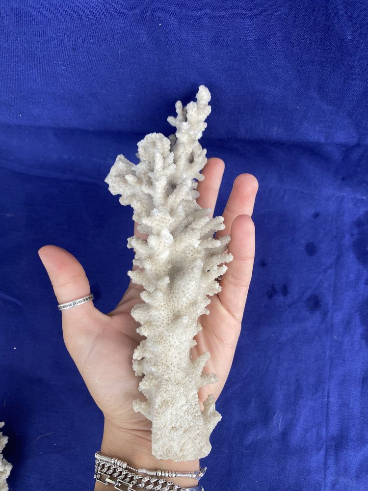 Ramo de Coral Branco - Acropora Florida