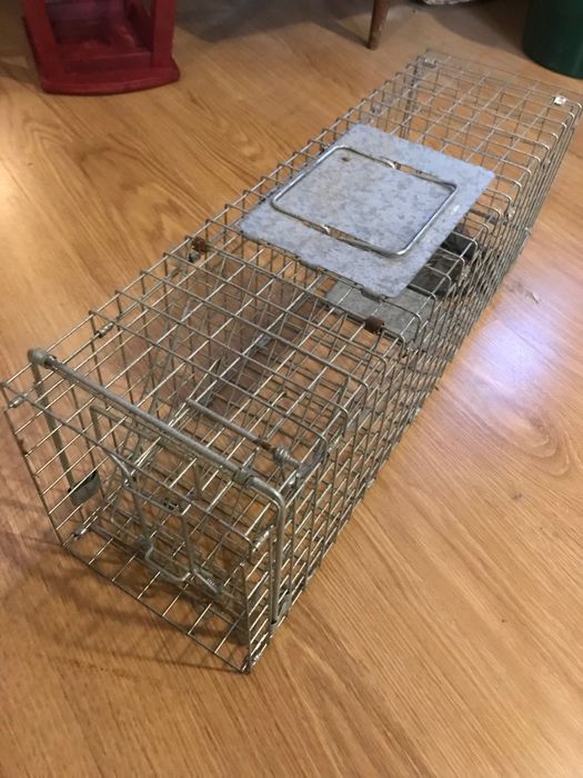 Armadilha para gatos