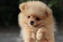Szpic miniaturowy/Pomeranian - chłopiec