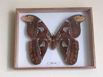 Attacus Atlas motyl w ramce ćma Pawica Atlas 25x20cm