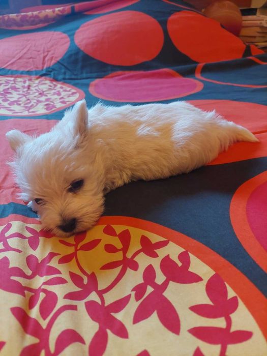 West highland white terrier piesek
