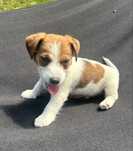 Piesek szczeniak Jack Russel Terrier 8 tygodniowy z Rodowodem