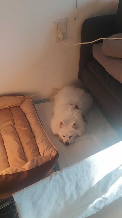 15-letnia Zuzia szuka swojego ostatniego domku