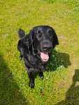 Oddam psa FCI Flat Coated Retriver doświadczonej osobie