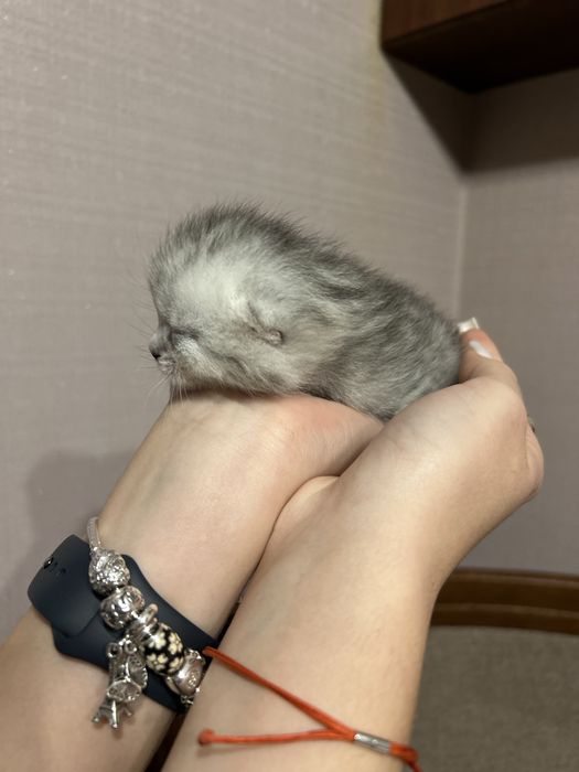 Кошеня хлопчик віскас