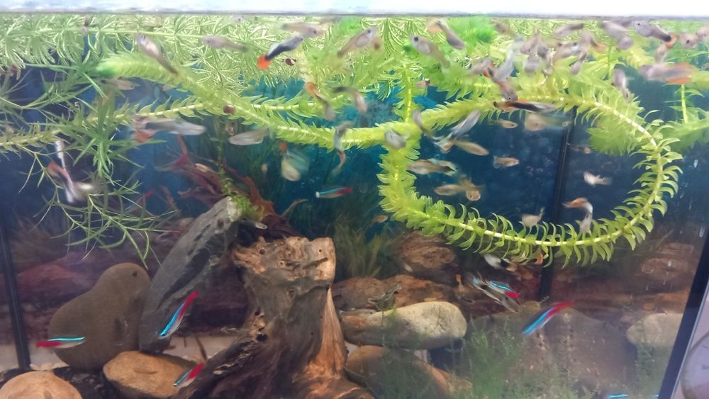 Glupiki rybki akwariowe