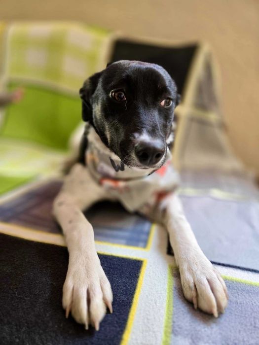 WIARA-ok 1 rok sunia uratowana wraz z rodzeństwem w Bułgarii