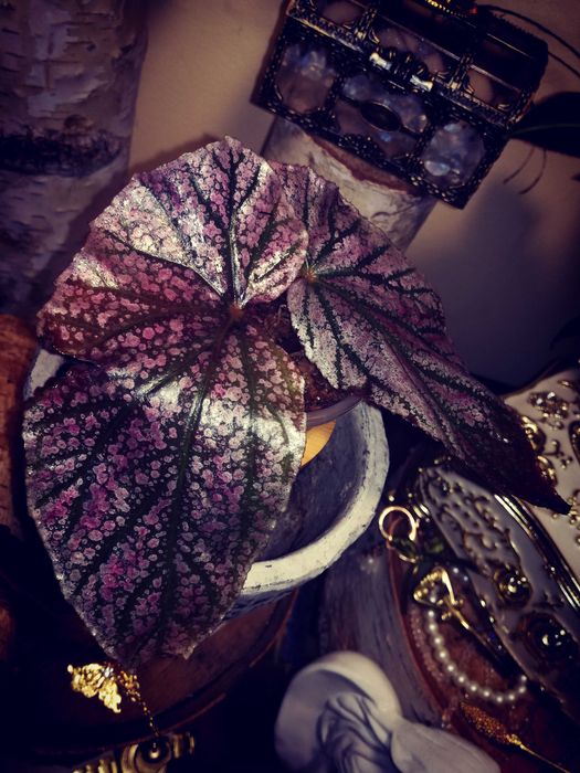 Begonia Maurice Amey pink różowa roślina nie monstera i philodendron