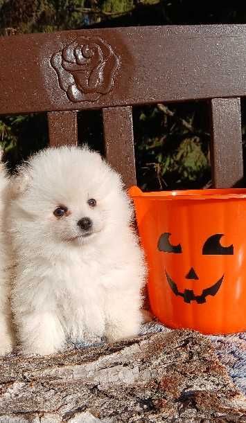 Piesek, typ misia; info instagram