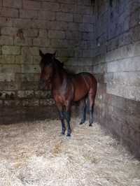 Vendo cavalo psi