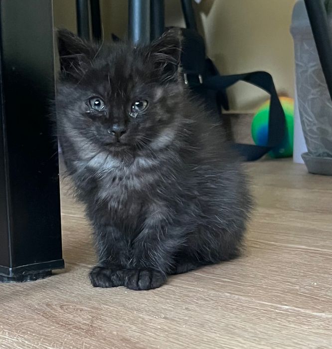 Котики, 2 місяці