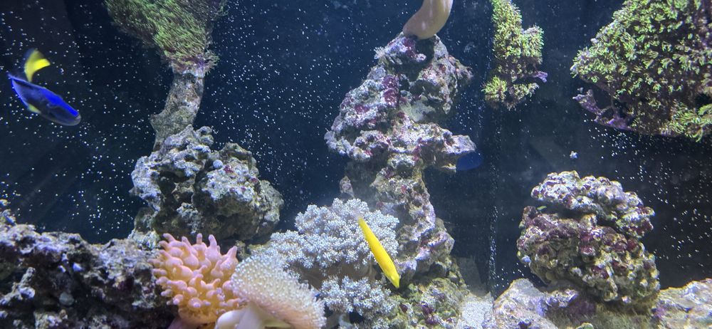Skała morska ze zbiornika 600l